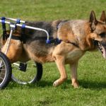 How to Care for a Pet with Special Medical Needs: Essential Tips for Pet Owners