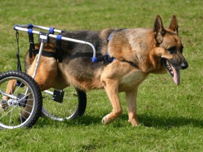 How to Care for a Pet with Special Medical Needs: Essential Tips for Pet Owners