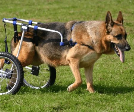 How to Care for a Pet with Special Medical Needs: Essential Tips for Pet Owners