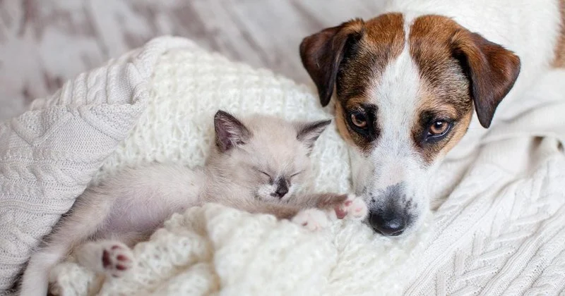 How to Introduce a New Puppy or Kitten to Your Older Pet