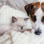 How to Introduce a New Puppy or Kitten to Your Older Pet