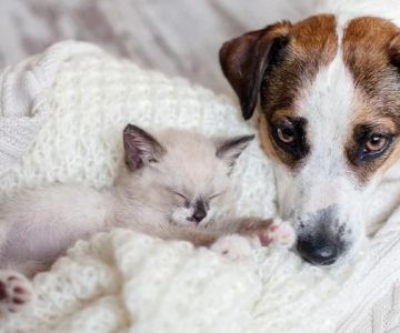 How to Introduce a New Puppy or Kitten to Your Older Pet