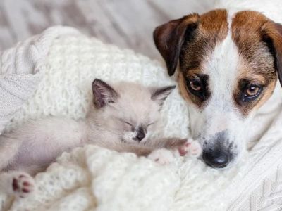 How to Introduce a New Puppy or Kitten to Your Older Pet