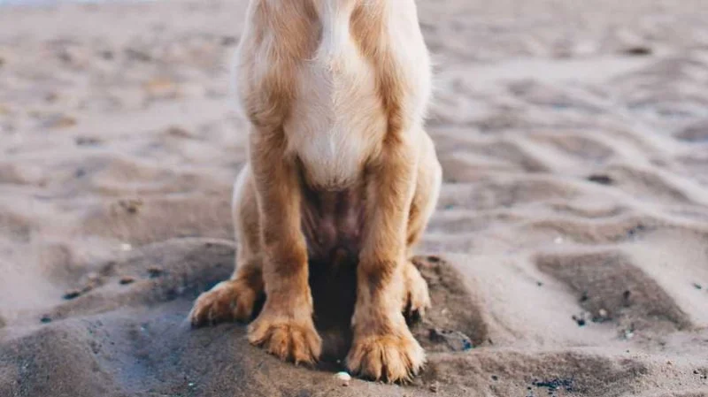 How to Spot and Treat Pet Bladder Infections: A Complete Guide
