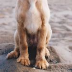 How to Spot and Treat Pet Bladder Infections: A Complete Guide