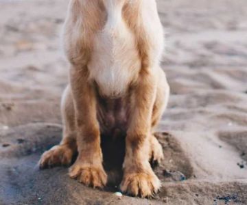 How to Spot and Treat Pet Bladder Infections: A Complete Guide