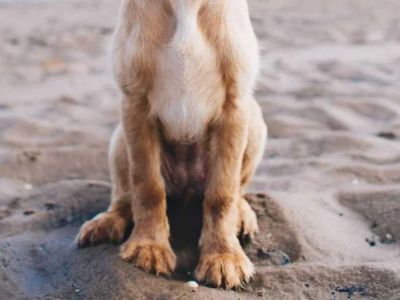 How to Spot and Treat Pet Bladder Infections: A Complete Guide