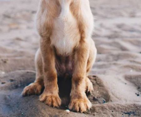 How to Spot and Treat Pet Bladder Infections: A Complete Guide