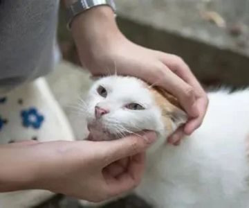 How to Safely Introduce Your Pet to New Pets