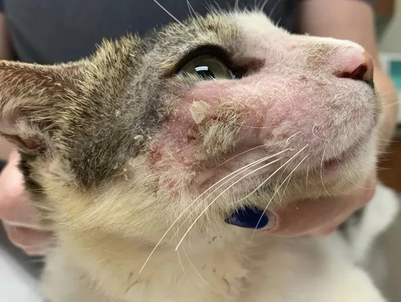 How to Recognize and Treat Allergies in Dogs and Cats