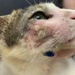 How to Recognize and Treat Allergies in Dogs and Cats