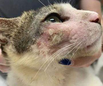 How to Recognize and Treat Allergies in Dogs and Cats