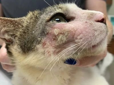 How to Recognize and Treat Allergies in Dogs and Cats