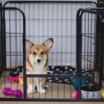 The Best Ways to Train Your Dog to Be Comfortable in a Crate: Expert Tips