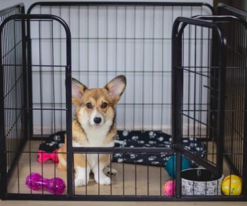 The Best Ways to Train Your Dog to Be Comfortable in a Crate: Expert Tips
