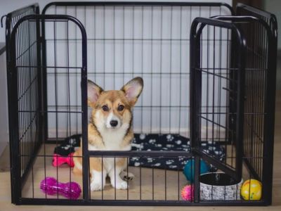 The Best Ways to Train Your Dog to Be Comfortable in a Crate: Expert Tips
