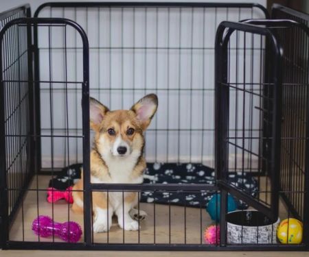 The Best Ways to Train Your Dog to Be Comfortable in a Crate: Expert Tips