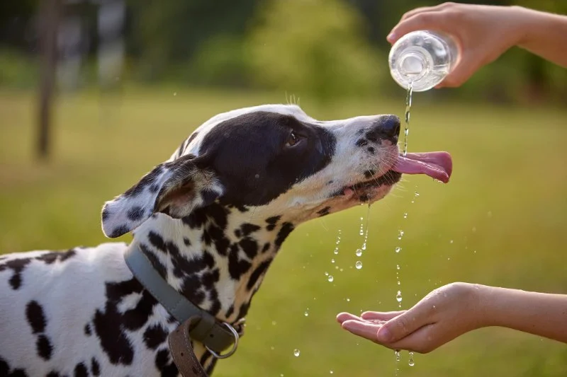 How to Recognize and Treat Symptoms of Dehydration in Pets