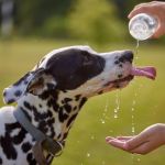 How to Recognize and Treat Symptoms of Dehydration in Pets