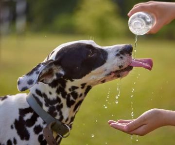 How to Recognize and Treat Symptoms of Dehydration in Pets
