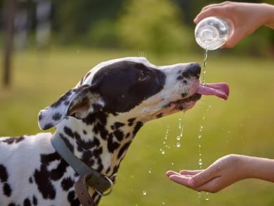 How to Recognize and Treat Symptoms of Dehydration in Pets