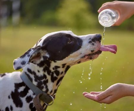How to Recognize and Treat Symptoms of Dehydration in Pets