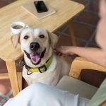 How to Ensure Your Pet’s Safety Around Other Animals: Practical Tips and Strategies