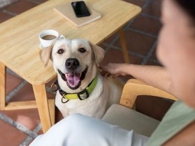 How to Ensure Your Pet’s Safety Around Other Animals: Practical Tips and Strategies