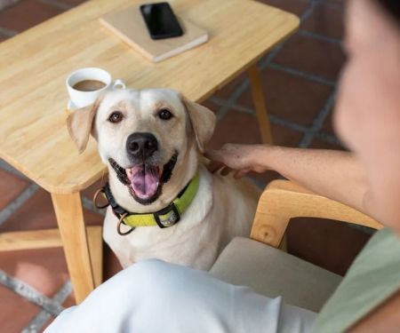 How to Ensure Your Pet’s Safety Around Other Animals: Practical Tips and Strategies