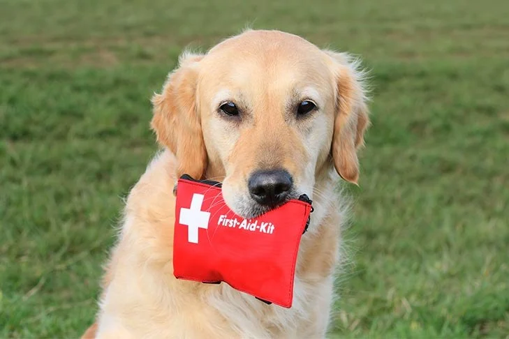 How to Safely Handle Pet Emergencies: A First-Aid Guide for Pet Owners