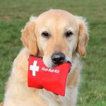 How to Safely Handle Pet Emergencies: A First-Aid Guide for Pet Owners