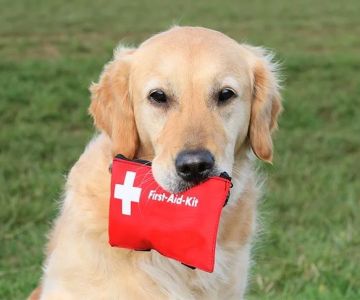 How to Safely Handle Pet Emergencies: A First-Aid Guide for Pet Owners