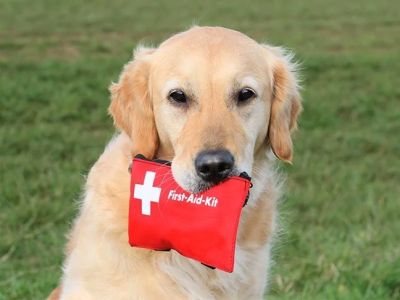 How to Safely Handle Pet Emergencies: A First-Aid Guide for Pet Owners