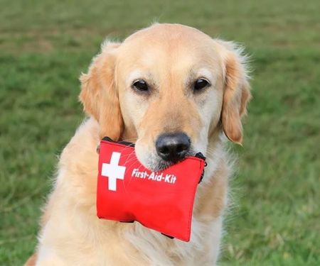 How to Safely Handle Pet Emergencies: A First-Aid Guide for Pet Owners
