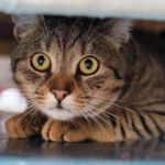 How to Spot and Treat Anxiety and Stress in Cats