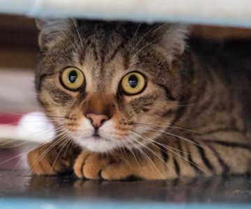 How to Spot and Treat Anxiety and Stress in Cats