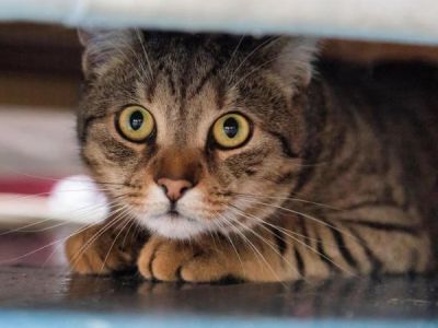 How to Spot and Treat Anxiety and Stress in Cats