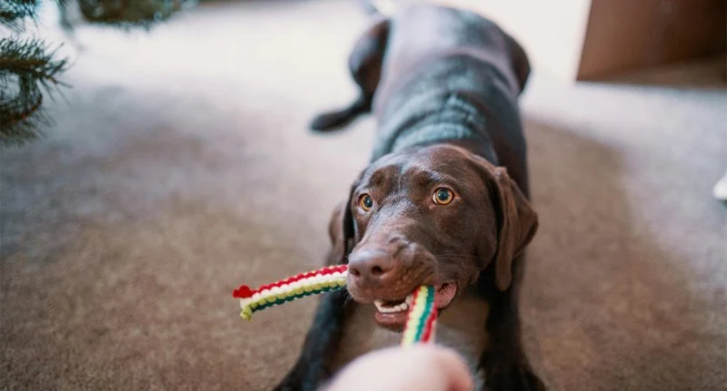 The Role of Mental Stimulation in Pet Health: Why It’s Crucial for Your Pet’s Well-Being