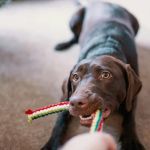 The Role of Mental Stimulation in Pet Health: Why It’s Crucial for Your Pet’s Well-Being