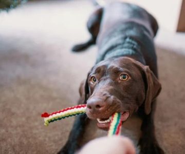 The Role of Mental Stimulation in Pet Health: Why It’s Crucial for Your Pet’s Well-Being