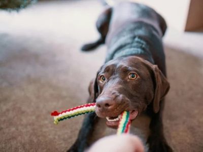 The Role of Mental Stimulation in Pet Health: Why It’s Crucial for Your Pet’s Well-Being