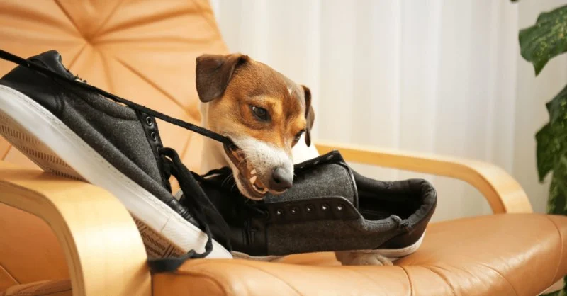 Understanding Pet Behavior: How to Address Common Issues