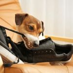 Understanding Pet Behavior: How to Address Common Issues
