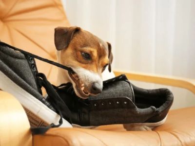 Understanding Pet Behavior: How to Address Common Issues