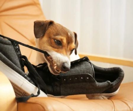 Understanding Pet Behavior: How to Address Common Issues