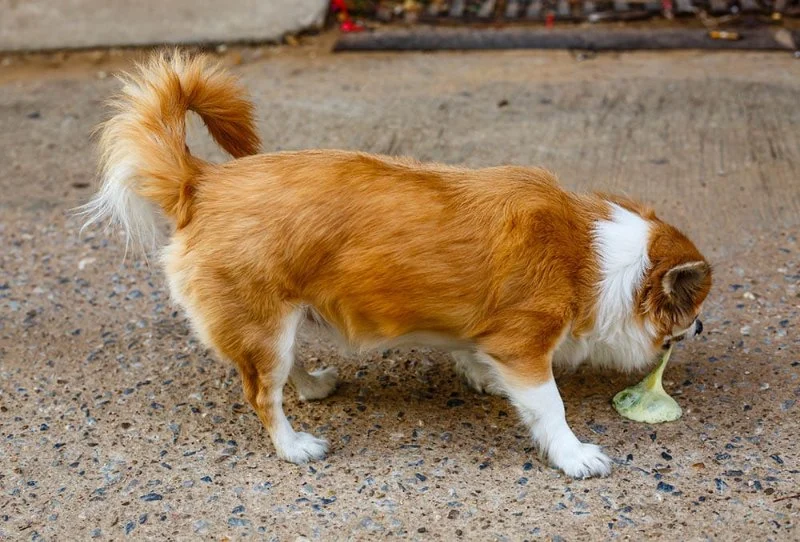How to Spot and Treat Vomiting and Digestive Issues in Pets