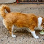 How to Spot and Treat Vomiting and Digestive Issues in Pets