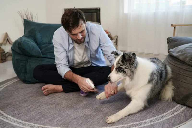 How to Manage and Prevent Seasonal Pet Allergies