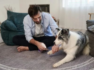 How to Manage and Prevent Seasonal Pet Allergies