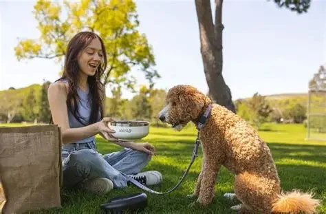 How to Help Your Pet Stay Comfortable During Hot Weather